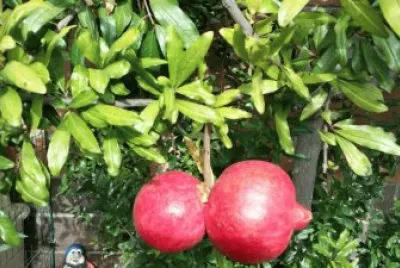 Melagrano