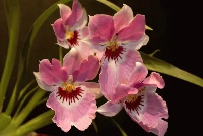 imagens jigsaw puzzle