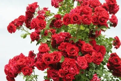imagens jigsaw puzzle