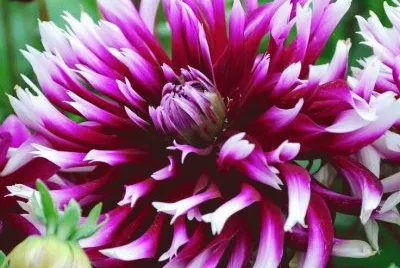 imagens jigsaw puzzle