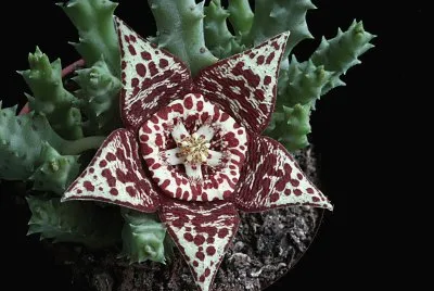 stapelia pulchellus