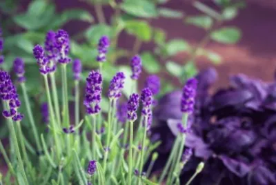 imagens jigsaw puzzle