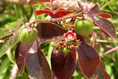 imagens jigsaw puzzle