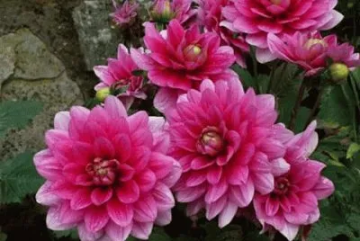 imagens jigsaw puzzle