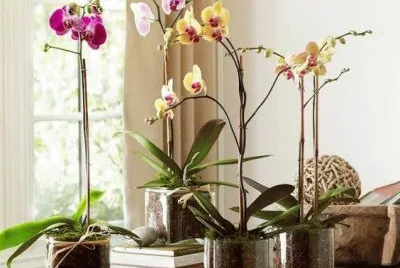 orquideas 2