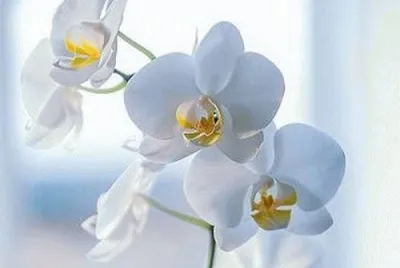 orquideas 4