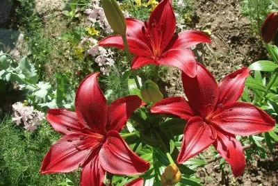imagens jigsaw puzzle