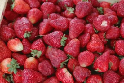 frutillas mercedinas