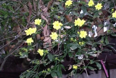 jasminum nudiflorum