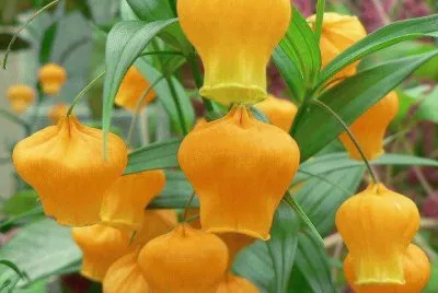 imagens jigsaw puzzle