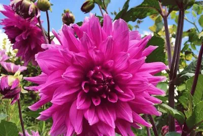 imagens jigsaw puzzle