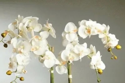orquideas 3