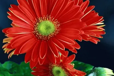 imagens jigsaw puzzle