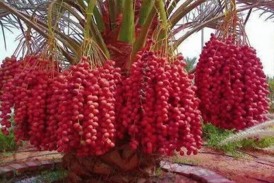 imagens jigsaw puzzle