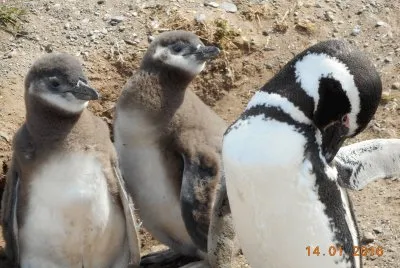 Pinguins de Magalhães