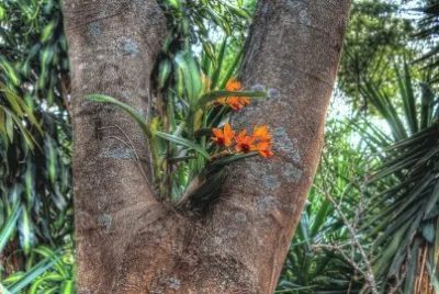 orquÃ­deas jigsaw puzzle