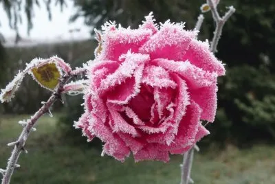 rosa escarchada jigsaw puzzle