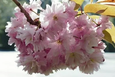 imagens jigsaw puzzle