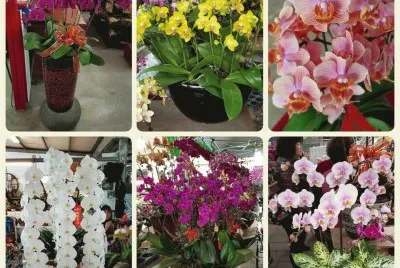orquidea jigsaw puzzle