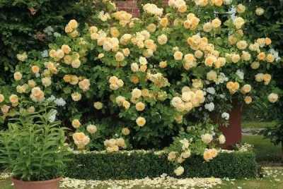 rosales jigsaw puzzle