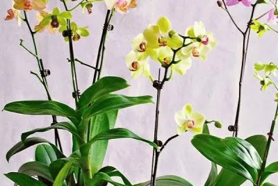 orquideas