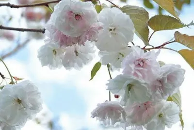 imagens jigsaw puzzle