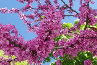 imagens jigsaw puzzle
