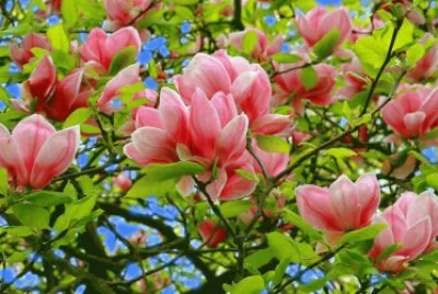 פאזל של imagens