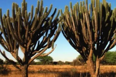 En Los Quiroga. Santiago del Estero. Argentina