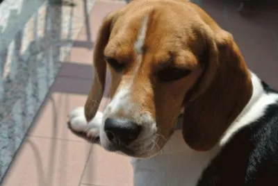 Beagol primo piano