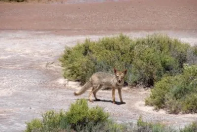 zorro gris jigsaw puzzle