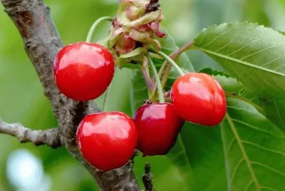 cerezas