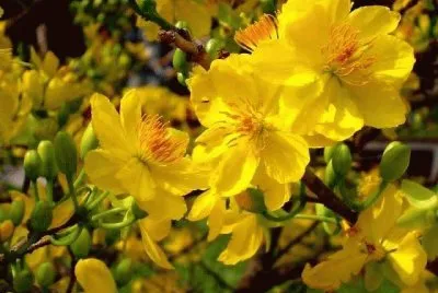 imagens jigsaw puzzle