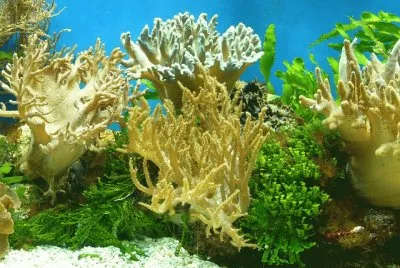 imagens jigsaw puzzle