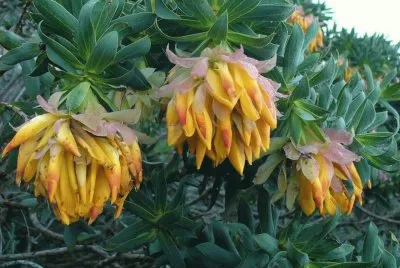 imagens jigsaw puzzle