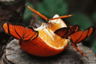 mariposas golosas