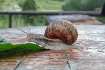 Lumaca jigsaw puzzle