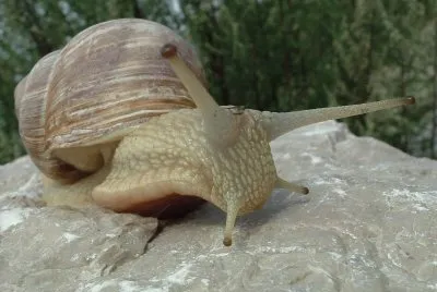 Lumaca 2 jigsaw puzzle