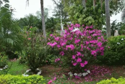 En Puerto IguazÃº. Misiones. Argentina jigsaw puzzle