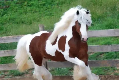 ×¡×•×¡ jigsaw puzzle