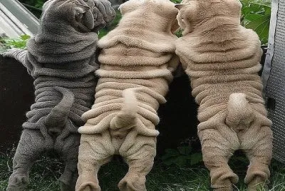 ×›×œ×‘×™× jigsaw puzzle