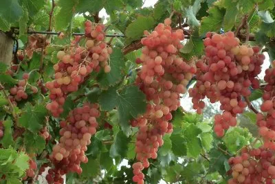 uvas cereza