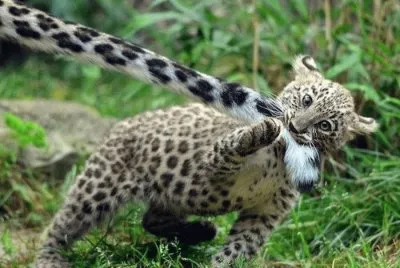 jugando jigsaw puzzle