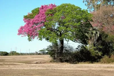 lapacho y timbÃ³ jigsaw puzzle