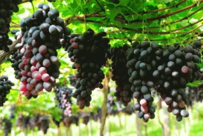 imagens jigsaw puzzle