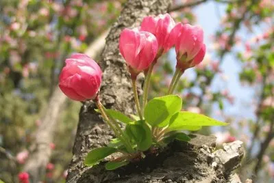 imagens jigsaw puzzle