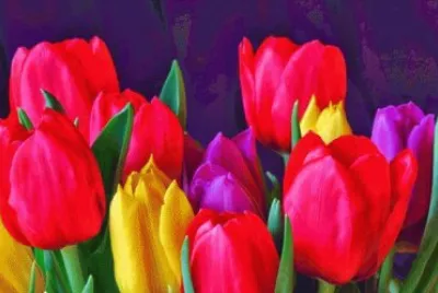Tulip Flower