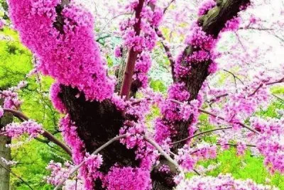 imagens jigsaw puzzle