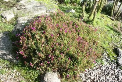 lampranthus zehyerii