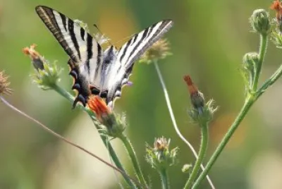 iphiclides podalirius